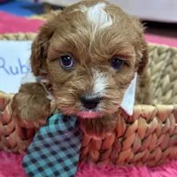 Ruben, a male Cavapoo and Cavalier King Charles Spaniel for sale in Missouri, MO – Photo 5 of 9