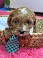 Ruben, a male Cavapoo and Cavalier King Charles Spaniel for sale in Missouri, MO – Photo 1 of 9