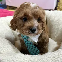Ruben, a male Cavapoo and Cavalier King Charles Spaniel for sale in Missouri, MO – Photo 2 of 9