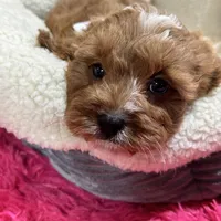 Ruben, a male Cavapoo and Cavalier King Charles Spaniel for sale in Missouri, MO – Photo 4 of 9