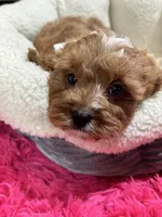 Ruben, a male Cavapoo and Cavalier King Charles Spaniel for sale in Missouri, MO – Photo 7 of 9