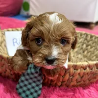 Ruben, a male Cavapoo and Cavalier King Charles Spaniel for sale in Missouri, MO – Photo 6 of 9