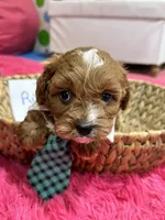 Ruben, a male Cavapoo and Cavalier King Charles Spaniel for sale in Missouri, MO – Photo 2 of 9