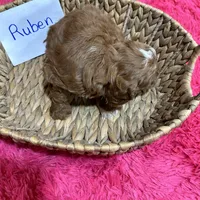 Ruben, a male Cavapoo and Cavalier King Charles Spaniel for sale in Missouri, MO – Photo 9 of 9