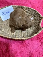 Ruben, a male Cavapoo and Cavalier King Charles Spaniel for sale in Missouri, MO – Photo 5 of 9