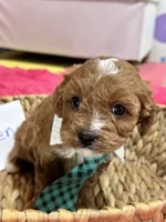 Ruben, a male Cavapoo and Cavalier King Charles Spaniel for sale in Missouri, MO – Photo 6 of 9