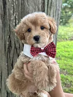 Max, a male Schnoodle for sale in Marshfield, MO – 4 of 10