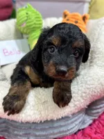Bella , a female Cavapoo and Cavalier King Charles Spaniel for sale in Marshfield, MO – 6 of 9