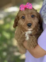 Nutmeg, a female Cavapoo and Cavalier King Charles Spaniel for sale in Marshfield, MO – 2 of 10