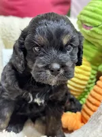 Gabe, a male Cavapoo and Cavalier King Charles Spaniel for sale in Marshfield, MO – 6 of 9