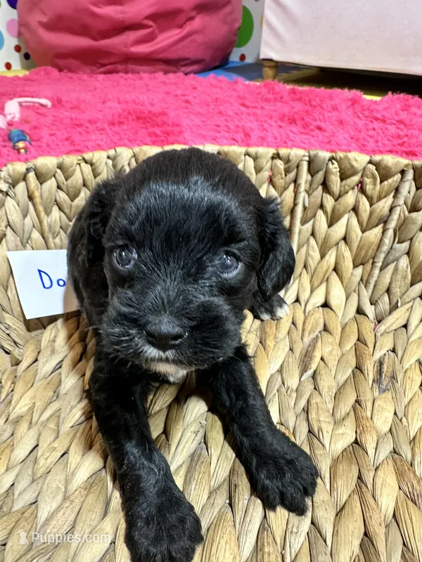 Dorothy – Cavapoo puppy for sale in Missouri, MO