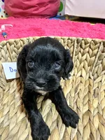 Dorothy, a female Cavapoo for sale in Missouri, MO – Photo 1 of 5
