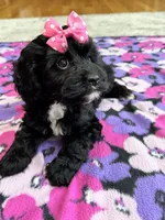 Dorothy, a female Cavapoo for sale in Missouri, MO – Photo 5 of 10