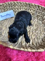 Dorothy, a female Cavapoo for sale in Missouri, MO – Photo 5 of 5