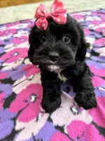 Dorothy, a female Cavapoo for sale in Missouri, MO – Photo 3 of 10