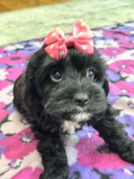 Dorothy, a female Cavapoo for sale in Missouri, MO – Photo 2 of 10