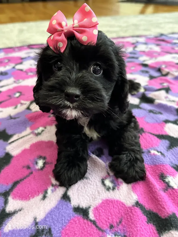 Dorothy – Cavapoo puppy for sale in Missouri, MO