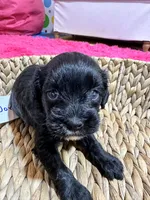 Dorothy, a female Cavapoo for sale in Missouri, MO – Photo 4 of 5