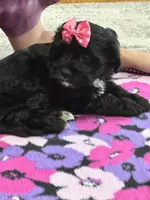 Dorothy, a female Cavapoo for sale in Missouri, MO – Photo 9 of 10