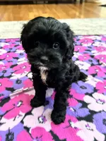 Dorothy, a female Cavapoo for sale in Missouri, MO – Photo 10 of 10