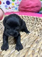 Dorothy, a female Cavapoo for sale in Missouri, MO – Photo 3 of 5