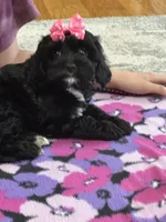 Dorothy, a female Cavapoo for sale in Missouri, MO – Photo 7 of 10