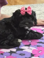 Dorothy, a female Cavapoo for sale in Missouri, MO – Photo 6 of 10