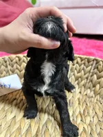 Dorothy, a female Cavapoo for sale in Missouri, MO – Photo 2 of 5