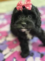 Dorothy, a female Cavapoo for sale in Missouri, MO – Photo 4 of 10