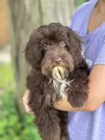 Rolo, a male Cavapoo for sale in Marshfield, MO – 4 of 10