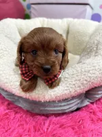 Fred, a male Cavapoo and Cavalier King Charles Spaniel for sale in Marshfield, MO – 9 of 10