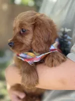 Marty, a male Cavapoo and Cavalier King Charles Spaniel for sale in Marshfield, MO – 5 of 10