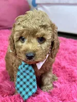 Toby , a male Cavapoo and Cavalier King Charles Spaniel for sale in Marshfield, MO – 1 of 10