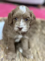 Ruben , a male Cavapoo and Cavalier King Charles Spaniel for sale in Marshfield, MO – 2 of 8