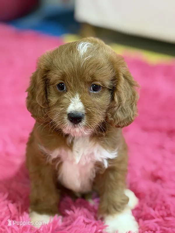 Murray  – Cavapoo, Cavalier King Charles Spaniel puppy for sale in Marshfield, MO