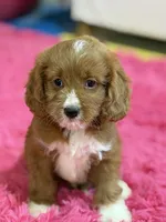 Murray , a male Cavapoo and Cavalier King Charles Spaniel for sale in Marshfield, MO – 1 of 10