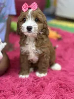 Juno, a female Cavapoo and Cavalier King Charles Spaniel for sale in Marshfield, MO – 9 of 10