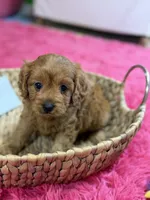 Wendy , a female Cavapoo and Cavalier King Charles Spaniel for sale in Marshfield, MO – 5 of 10