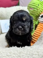 Gabe, a male Cavapoo and Cavalier King Charles Spaniel for sale in Marshfield, MO – 4 of 9