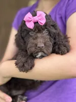 Tootsie, a female Cavapoo and Cavalier King Charles Spaniel for sale in Marshfield, MO – 3 of 7