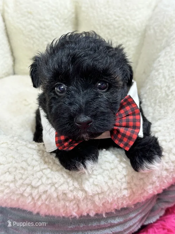 Midnight  – Schnoodle puppy for sale in Marshfield, MO