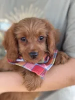 Marty, a male Cavapoo and Cavalier King Charles Spaniel for sale in Marshfield, MO – 4 of 10