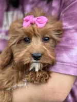 Molly, a female Cavapoo and Cavalier King Charles Spaniel for sale in Missouri, MO – Photo 2 of 10