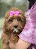 Molly, a female Cavapoo and Cavalier King Charles Spaniel for sale in Missouri, MO – Photo 3 of 10