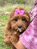 Molly, a female Cavapoo and Cavalier King Charles Spaniel for sale in Missouri, MO – Photo 5 of 10