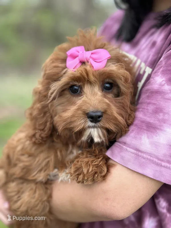 Molly – Cavapoo, Cavalier King Charles Spaniel puppy for sale in Missouri, MO
