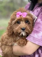 Molly, a female Cavapoo and Cavalier King Charles Spaniel for sale in Missouri, MO – Photo 1 of 10