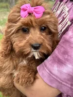 Molly, a female Cavapoo and Cavalier King Charles Spaniel for sale in Missouri, MO – Photo 7 of 10