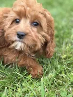 Molly, a female Cavapoo and Cavalier King Charles Spaniel for sale in Missouri, MO – Photo 9 of 10