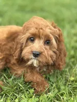 Molly, a female Cavapoo and Cavalier King Charles Spaniel for sale in Missouri, MO – Photo 4 of 10